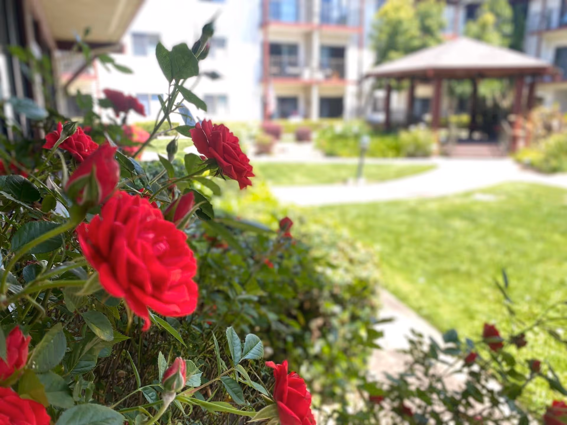 Close-up of vibrant red roses in bloom with green leaves in the foreground, and a blurred background showing a grassy courtyard with a gazebo and multi-story residential buildings.
