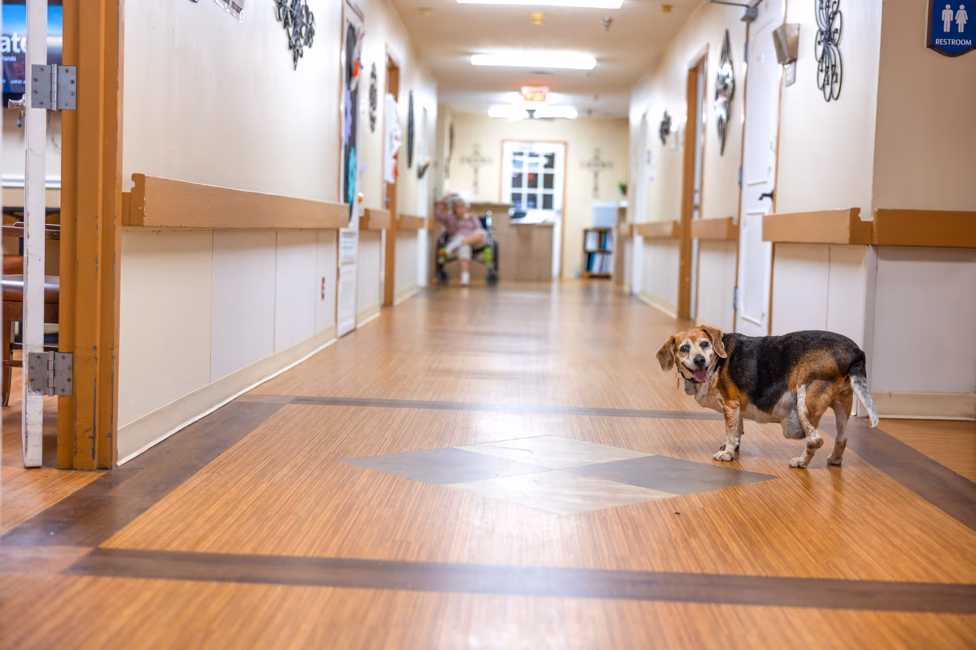 A small dog standing in a nursing home hallway with a person in a wheelchair visible in the background.