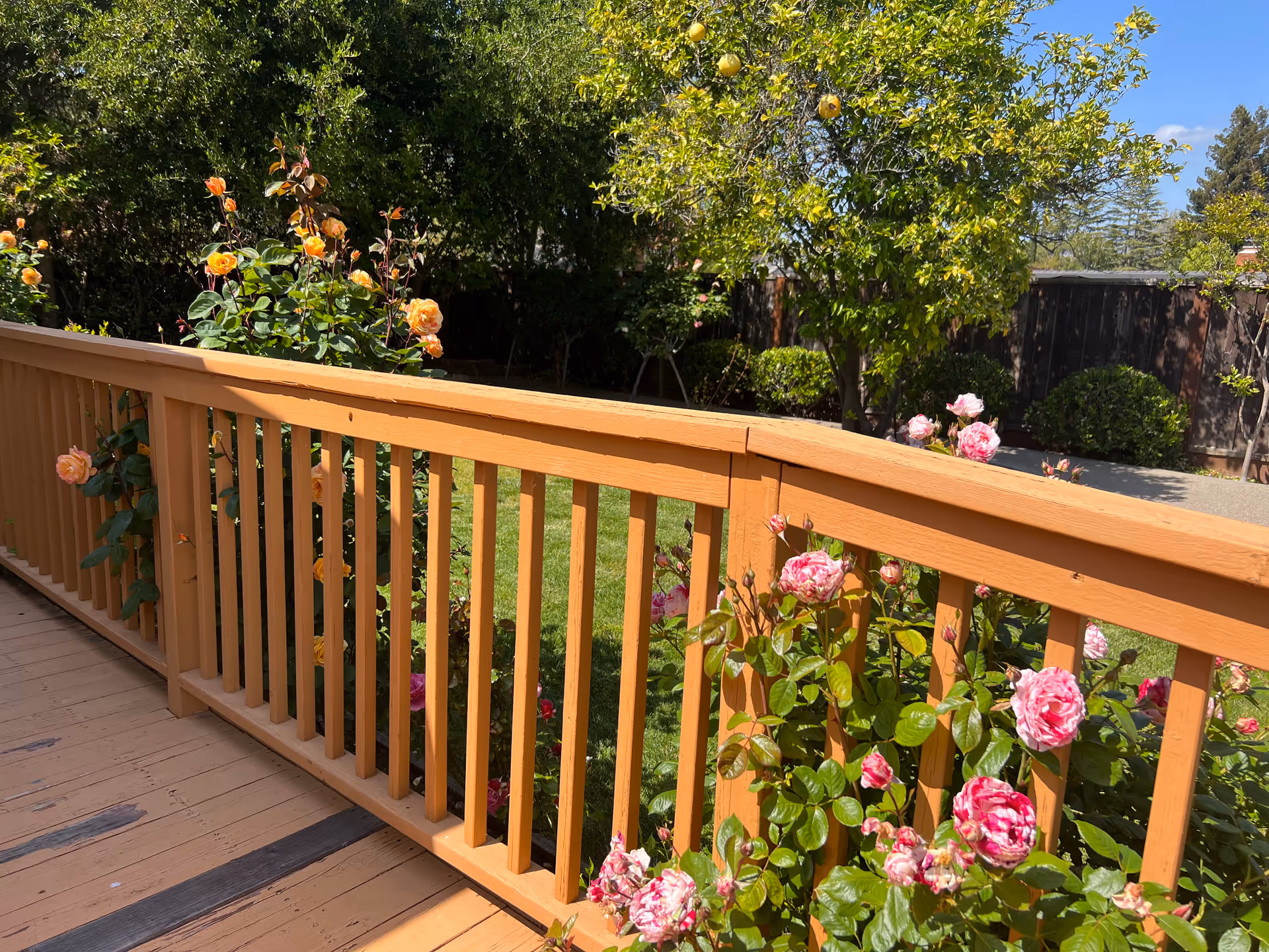 A wooden deck railing with blooming pink and orange roses growing alongside it. In the background, there is a green lawn, trees, and a wooden fence under a clear sky.