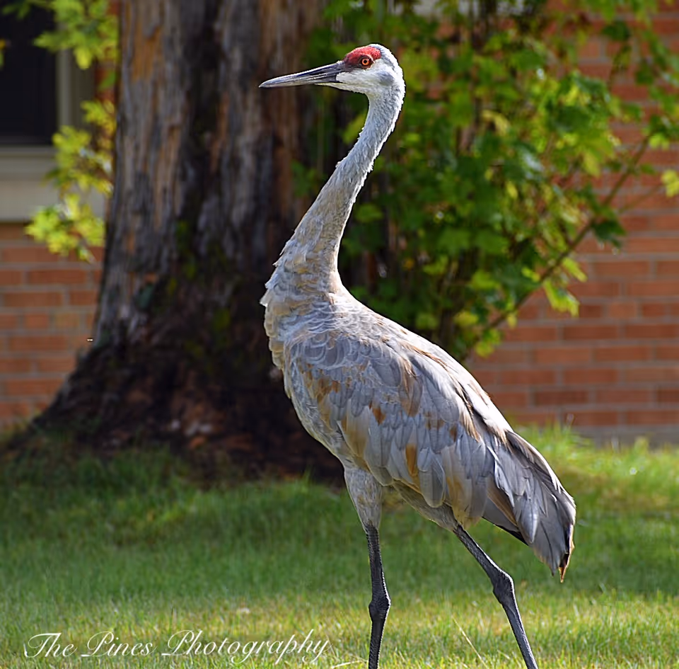 A sandhill crane standing on green grass with a tree trunk and leafy bushes in the background, and a brick wall partially visible behind the foliage.
