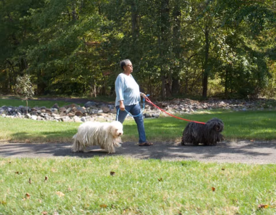A person walking two long-haired dogs on leashes along a paved path in a green park-like area with trees and grass.