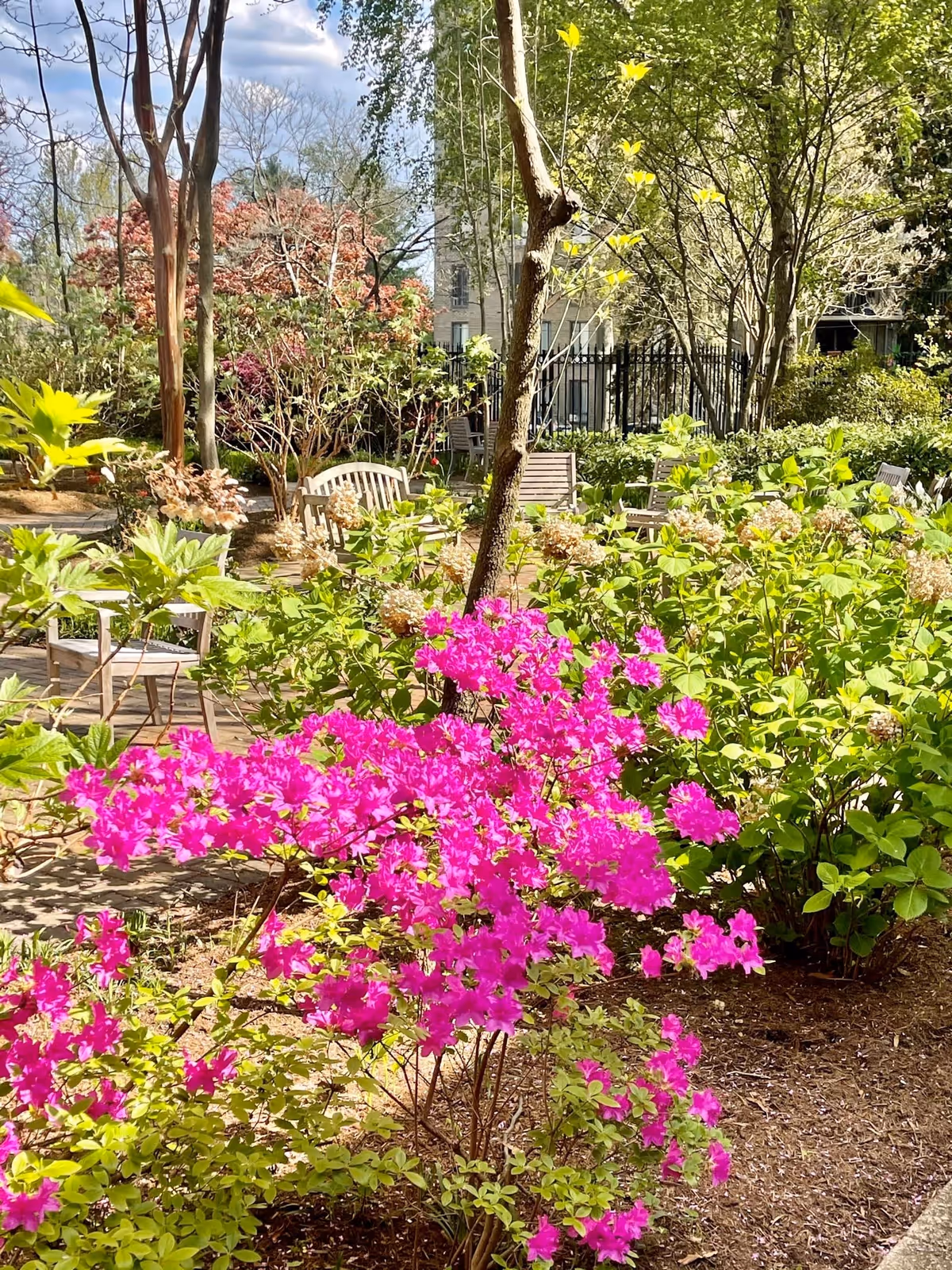 A vibrant outdoor garden area with blooming pink flowers in the foreground, various green shrubs, and trees. Wooden chairs and benches are scattered throughout the garden, with a building and a black metal fence visible in the background under a partly cloudy sky.