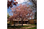 Outdoor courtyard area with a large tree in full pink blossoms in the center, surrounded by grass and a few benches. The building of Plattsburgh Rehabilitation & Nursing Center is visible in the background under a partly cloudy blue sky.