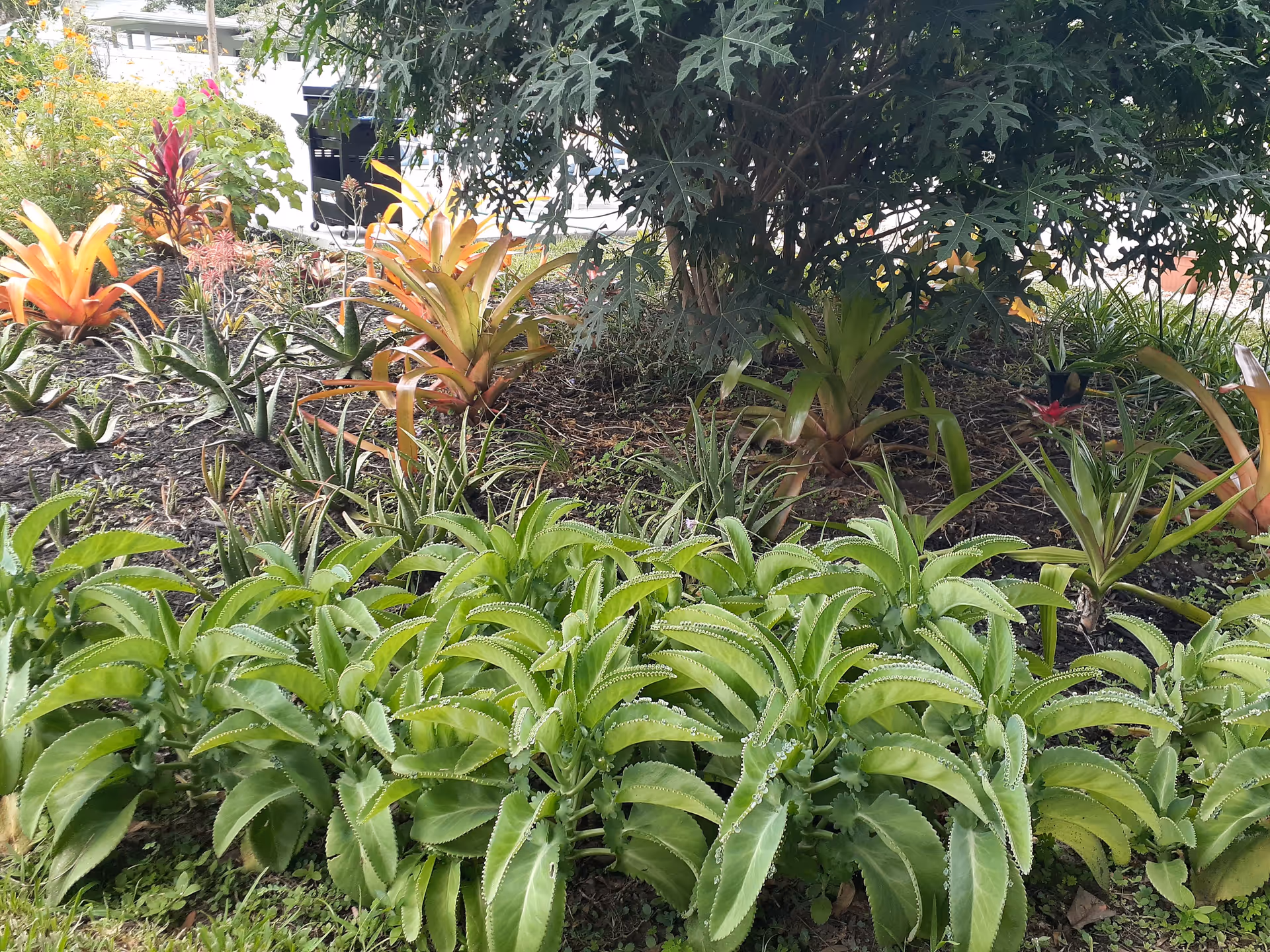 A garden area with various green and orange plants, including leafy shrubs and small flowering plants, under the shade of a tree. Part of a white building and a parked vehicle are visible in the background.
