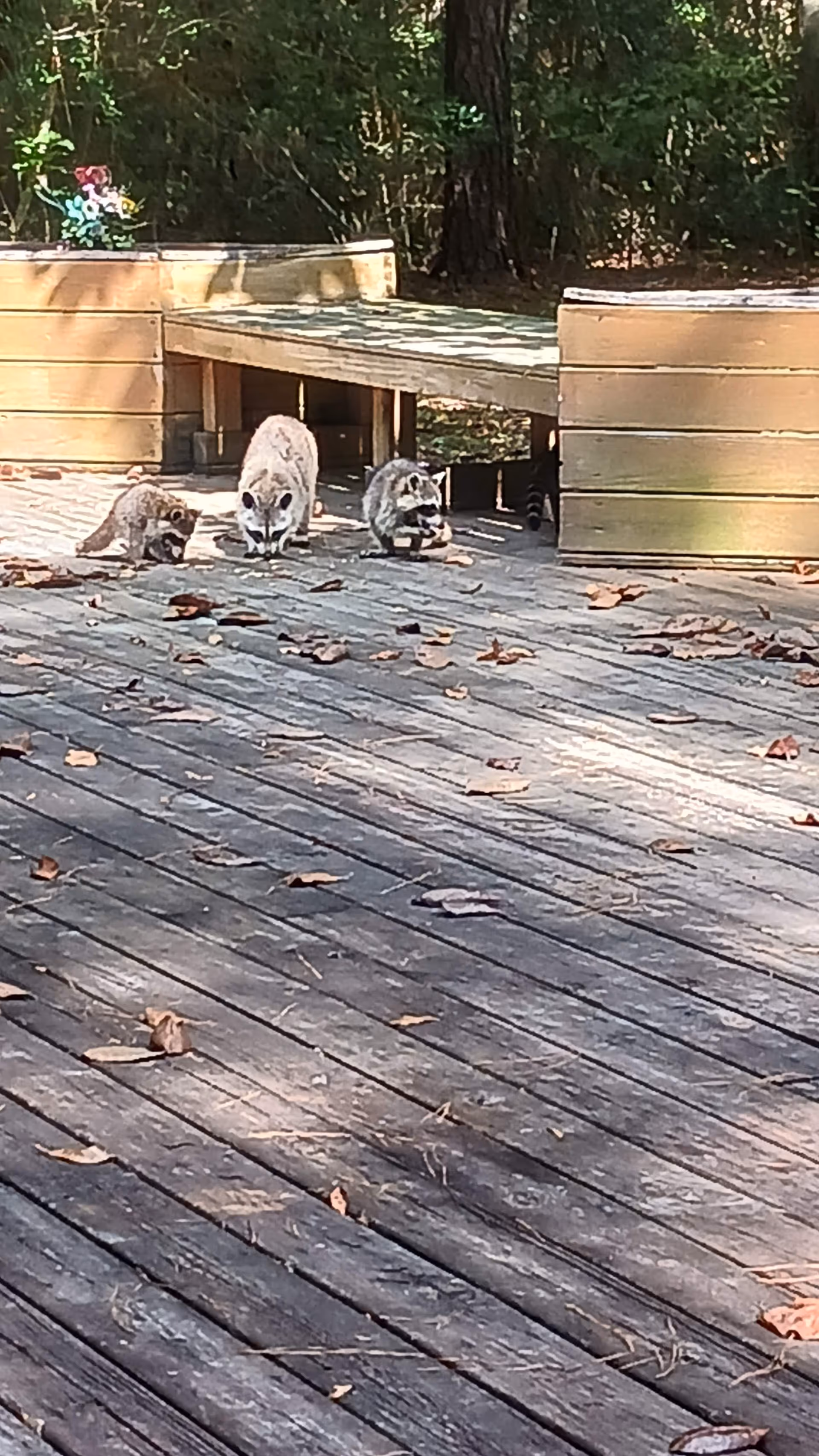 Three raccoons on a wooden deck near wooden benches with trees and greenery in the background.