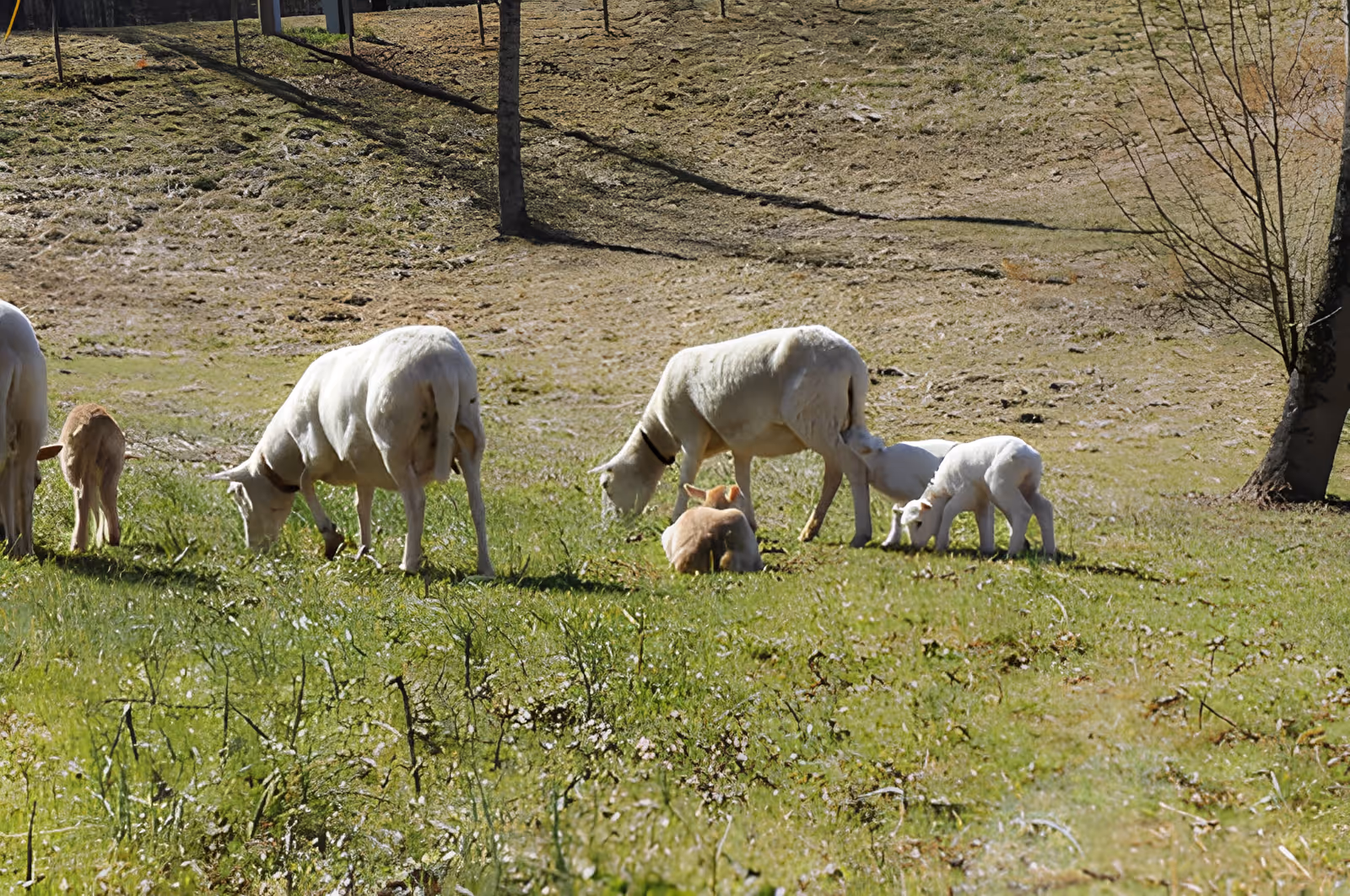 Several white sheep and lambs grazing on a sunlit grassy hillside with a few trees in the background.