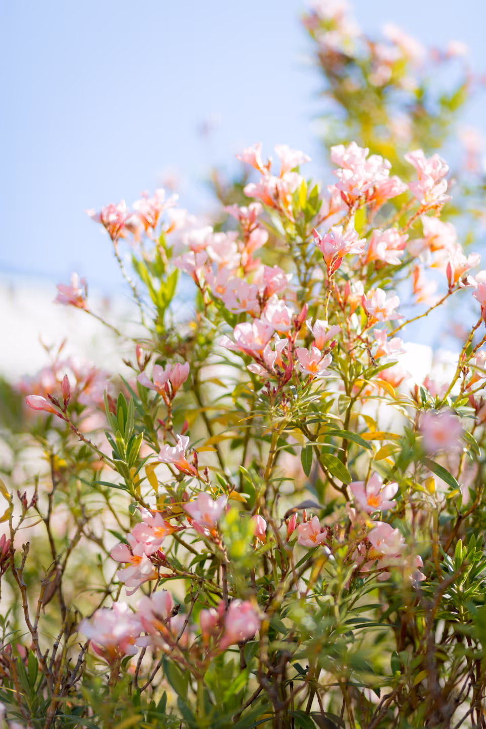 Close-up of a bush with small pink flowers and green leaves under a clear blue sky.