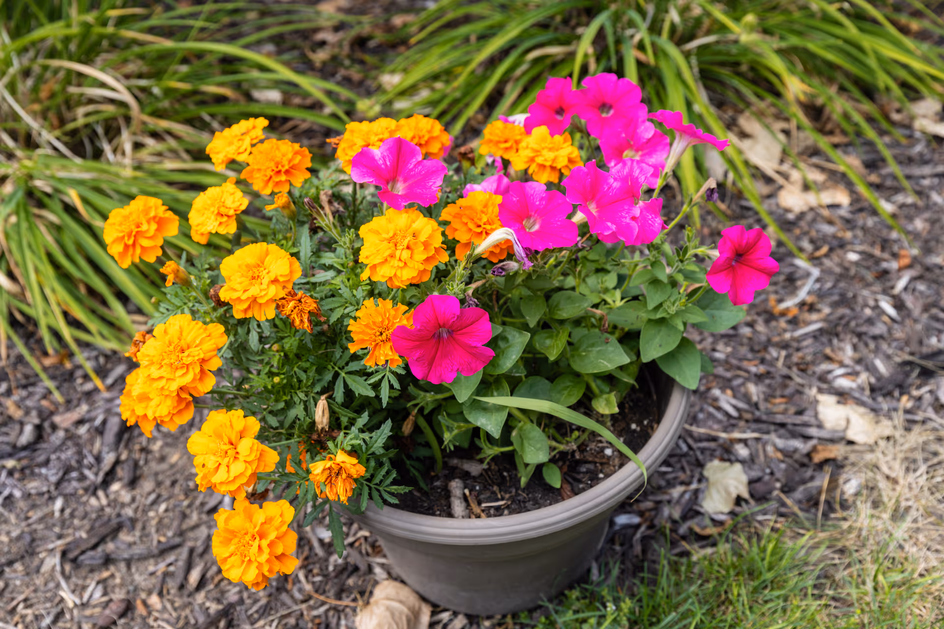 A gray flower pot filled with vibrant orange marigolds and bright pink petunias, placed outdoors on mulch with some green grass and plants in the background.