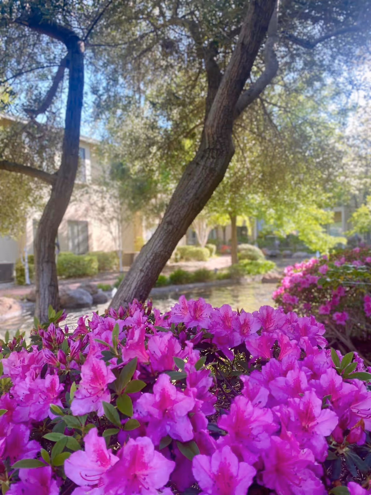 Bright pink flowers in full bloom in the foreground with trees and a pond in the background, set in a landscaped garden area of a senior living facility.