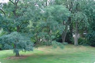 A grassy outdoor area with several trees and bushes, featuring a mix of large and small trees with green foliage.