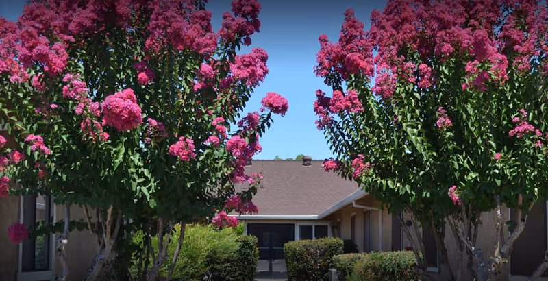 Single-story senior living building entrance framed by pink flowering trees and shrubs.