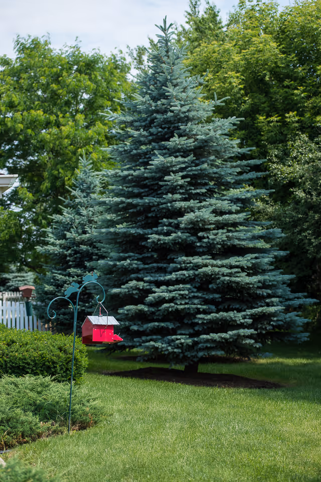A lush green outdoor garden area featuring a large blue spruce tree, a red bird feeder hanging from a decorative metal pole, and various green shrubs and trees in the background under a partly cloudy sky.