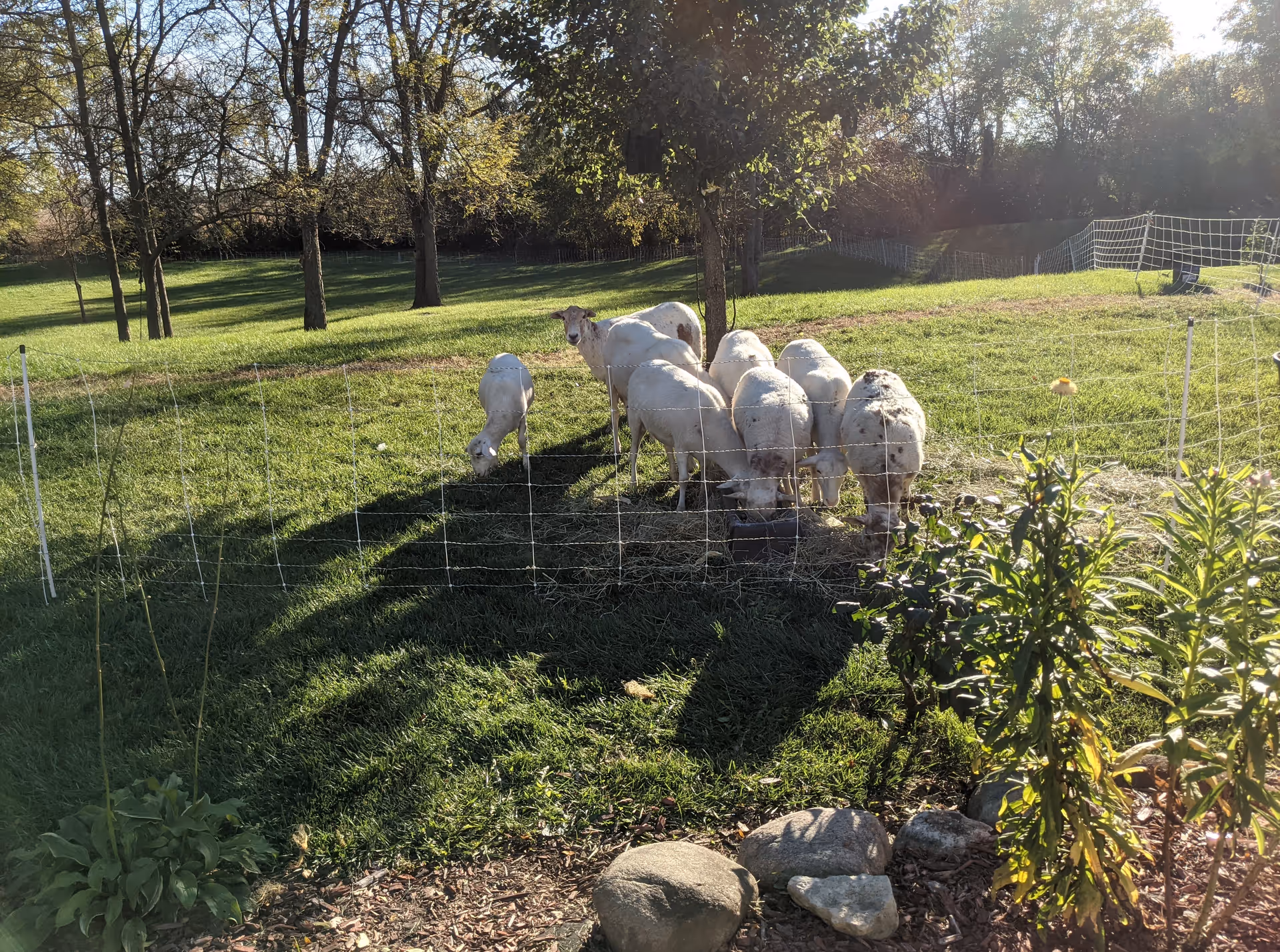 Sheep graze behind a wire fence in a sunny grassy farm at The Heathers Ringwood.