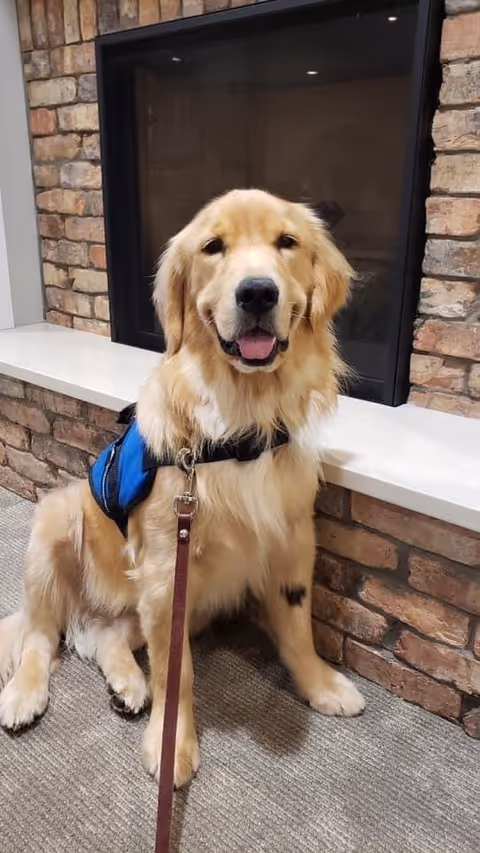 A golden retriever wearing a blue service dog vest and a leash is sitting on a carpeted floor in front of a brick fireplace with a white mantel.