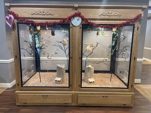 Two wooden glass-fronted display enclosures containing branches, feeders, and bedding, decorated with red tinsel and heart ornaments.