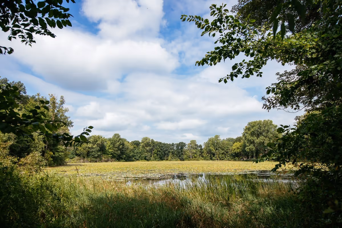 Pond covered in lily pads framed by trees and grasses under a partly cloudy sky.