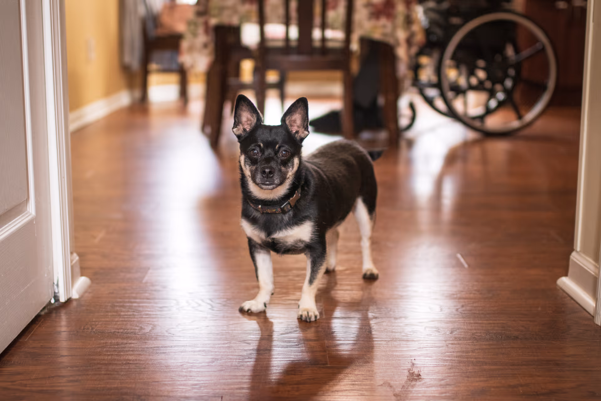 A small black and white dog standing on a wooden floor in a hallway, with a wheelchair and dining table visible in the background.