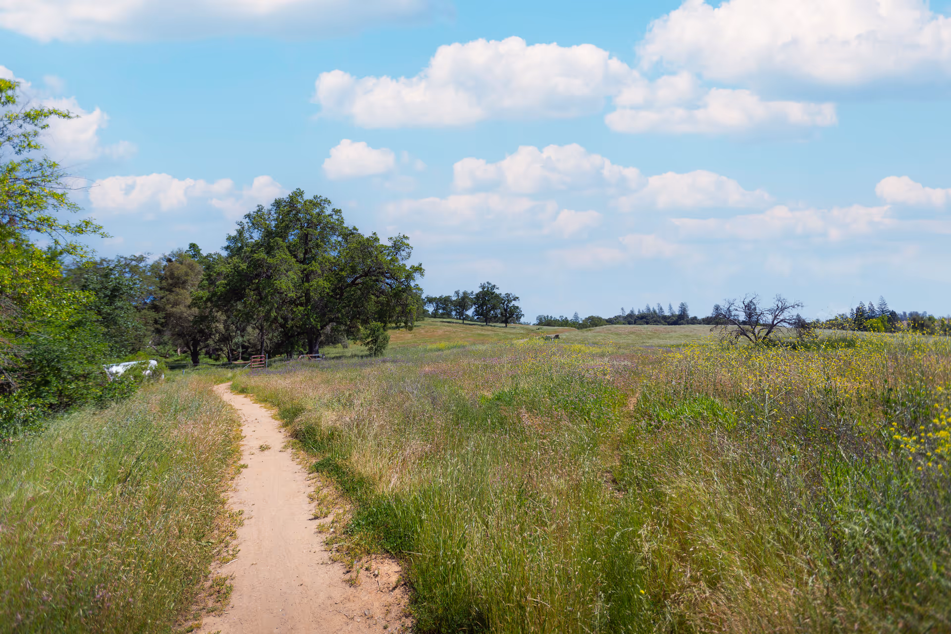 A dirt path winding through a grassy field with wildflowers and scattered trees under a blue sky with fluffy white clouds.