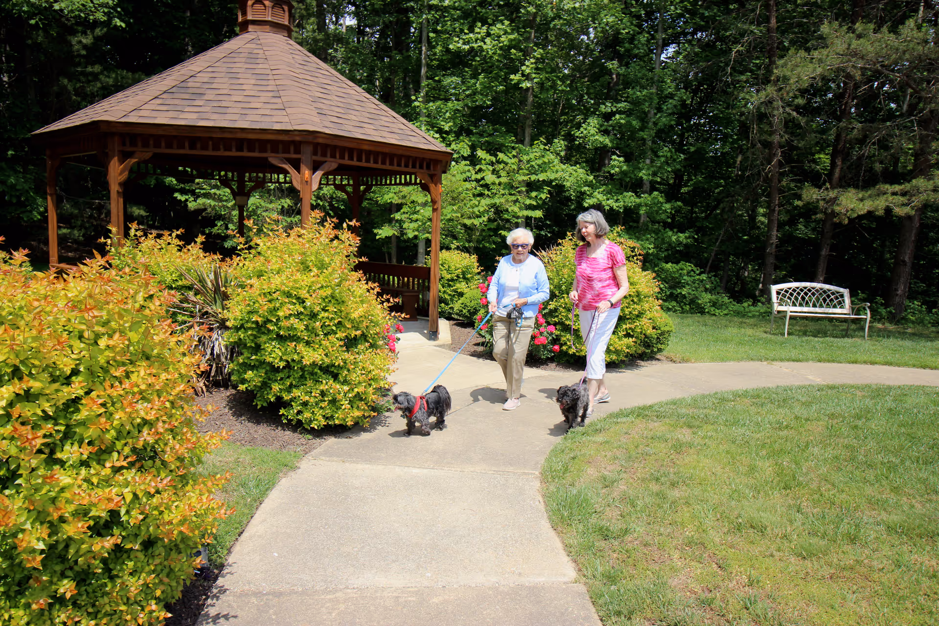 Two elderly women walking small dogs on leashes along a paved path in a garden area with green bushes, trees, and a wooden gazebo in the background. There is also a white bench on the grass near the path.