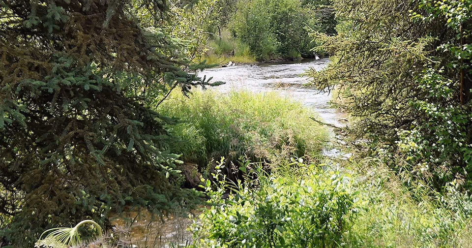 A small creek flowing through lush green vegetation and trees.