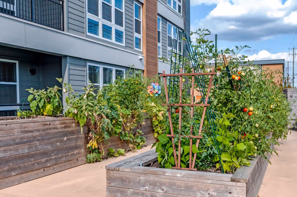 Raised wooden garden beds filled with various green plants and tomato plants with ripe tomatoes, located outdoors next to a modern building with multiple windows under a partly cloudy sky.