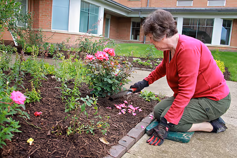 An elderly woman wearing a red sweater and green pants is kneeling on a garden mat while planting or tending to pink rose bushes in a mulched flower bed outside a brick building with large windows.