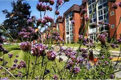 Purple flowers in the foreground with a multi-story brick building, lawn, and benches in the background.