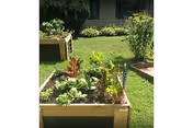 Raised garden planters with green plants at Twin Maples Healthcare.