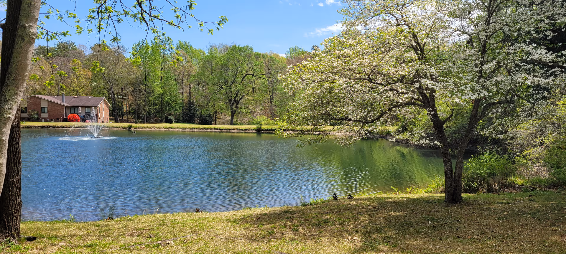 A serene outdoor scene featuring a small lake with a fountain in the middle, surrounded by lush green trees and grass. A tree with white blossoms is in the foreground on the right side, and a small brick building is visible across the lake under a clear blue sky.