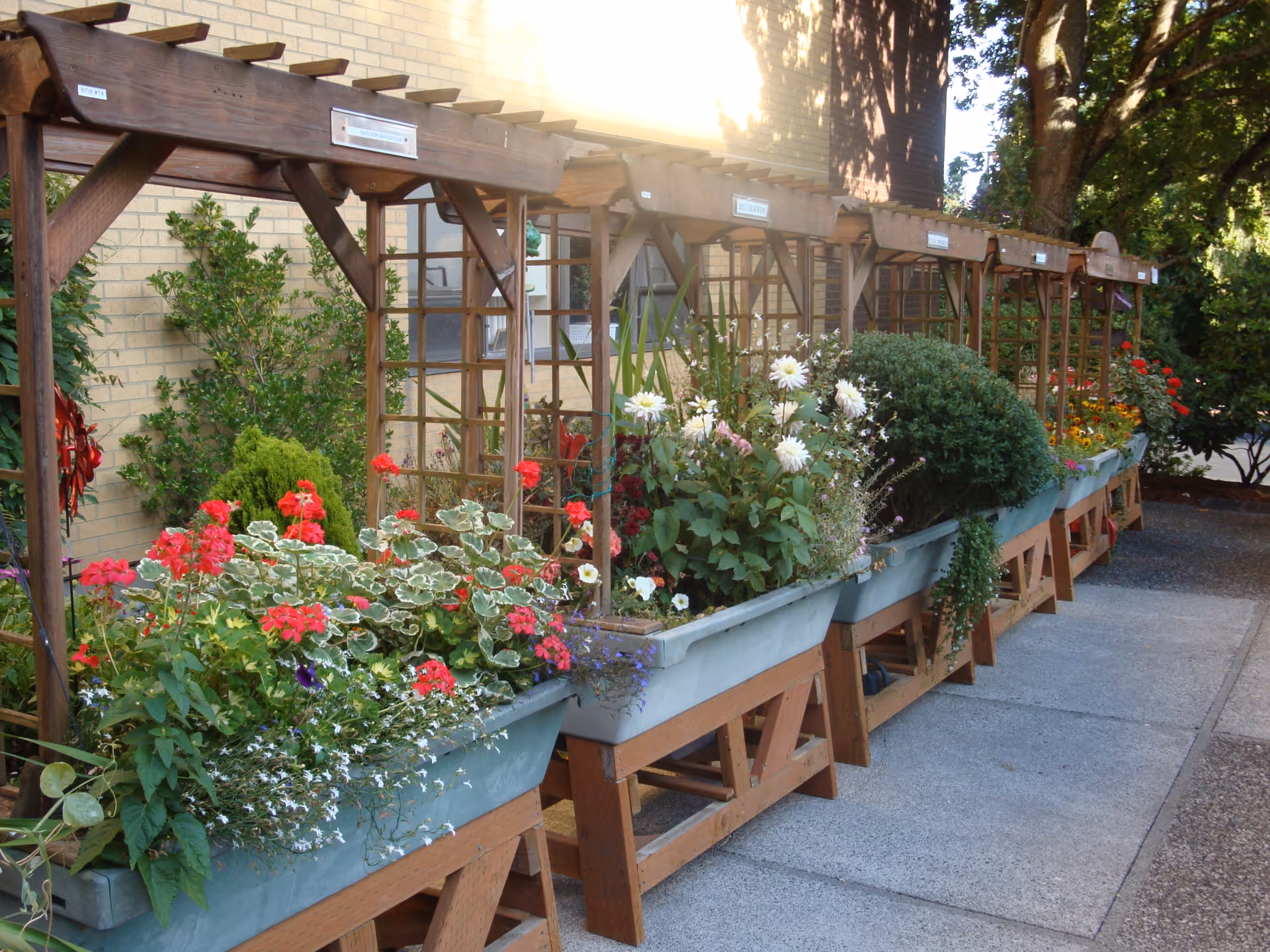 A row of elevated garden planters filled with various colorful flowers and green plants, supported by wooden trellises, situated outdoors next to a brick building and a concrete walkway.
