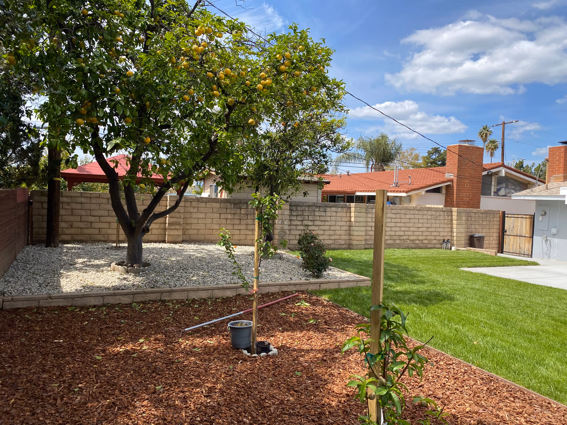 A backyard garden area with a lemon tree bearing yellow fruit, a smaller tree supported by a wooden stake, and a mulched planting bed. The garden is bordered by a brick wall, with a green lawn and a concrete driveway visible on the right. The sky is partly cloudy with blue patches.