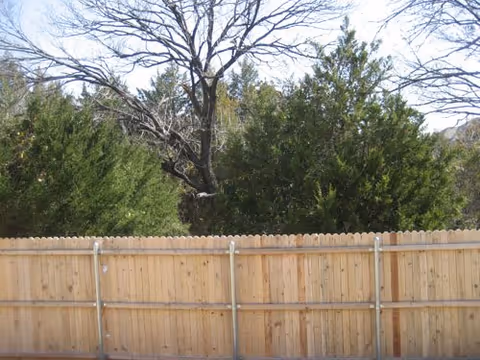 View of a wooden fence with tall green trees and a leafless tree behind it under a clear sky.