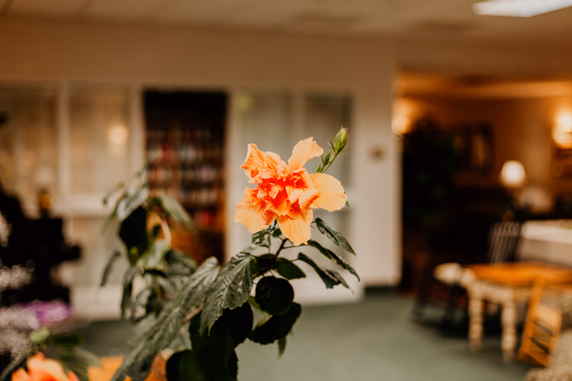 Close-up of an orange and red hibiscus flower with green leaves inside a softly lit room featuring furniture and a bookshelf in the background.