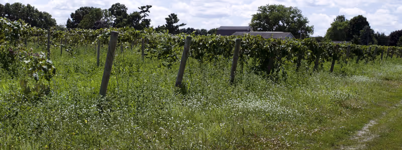 A vineyard with rows of grapevines supported by wooden posts, surrounded by green grass and wildflowers under a partly cloudy sky. Trees and a building are visible in the background.