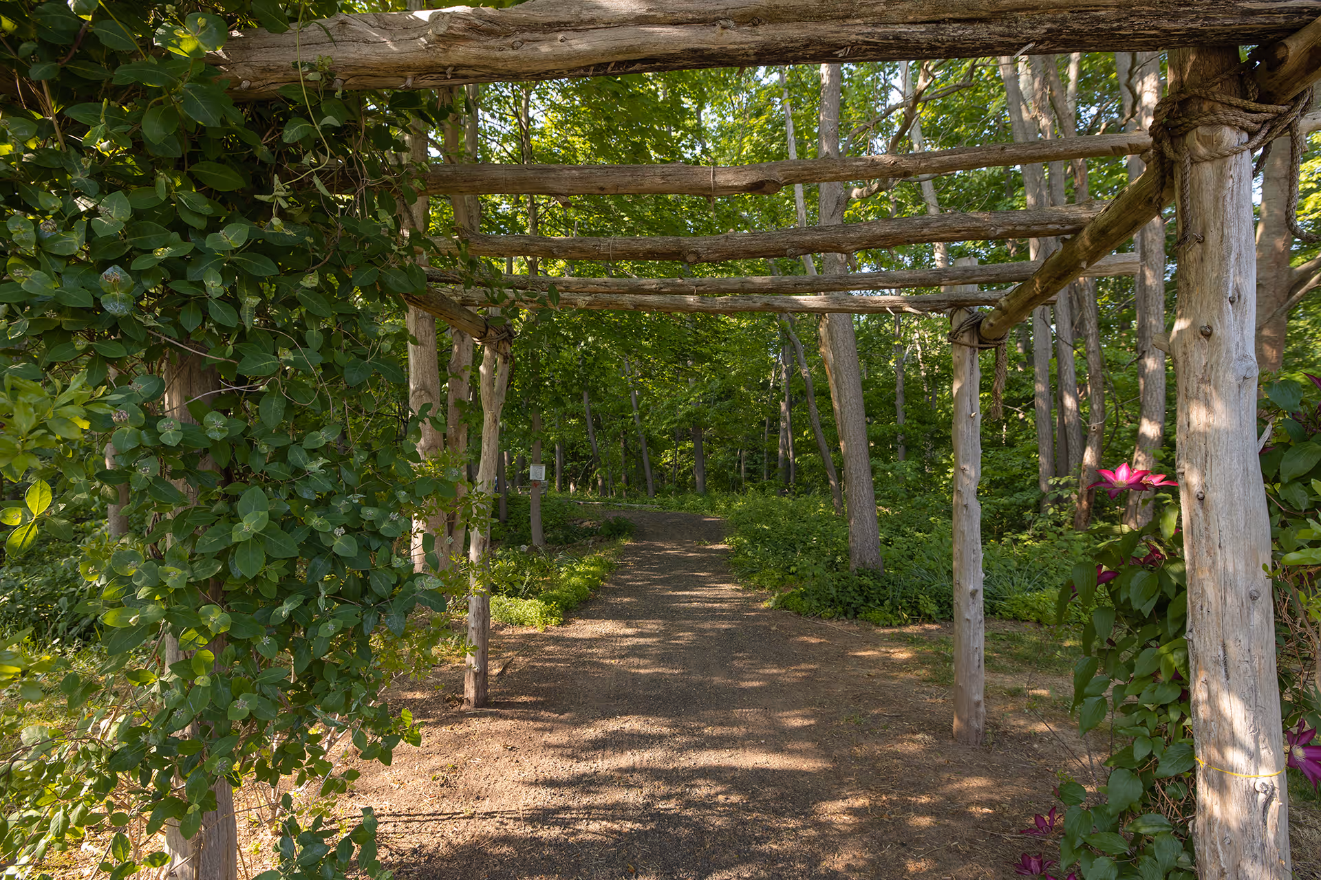 A shaded garden pathway with a wooden pergola overhead, surrounded by lush green trees and plants, with some purple flowers climbing the wooden structure.