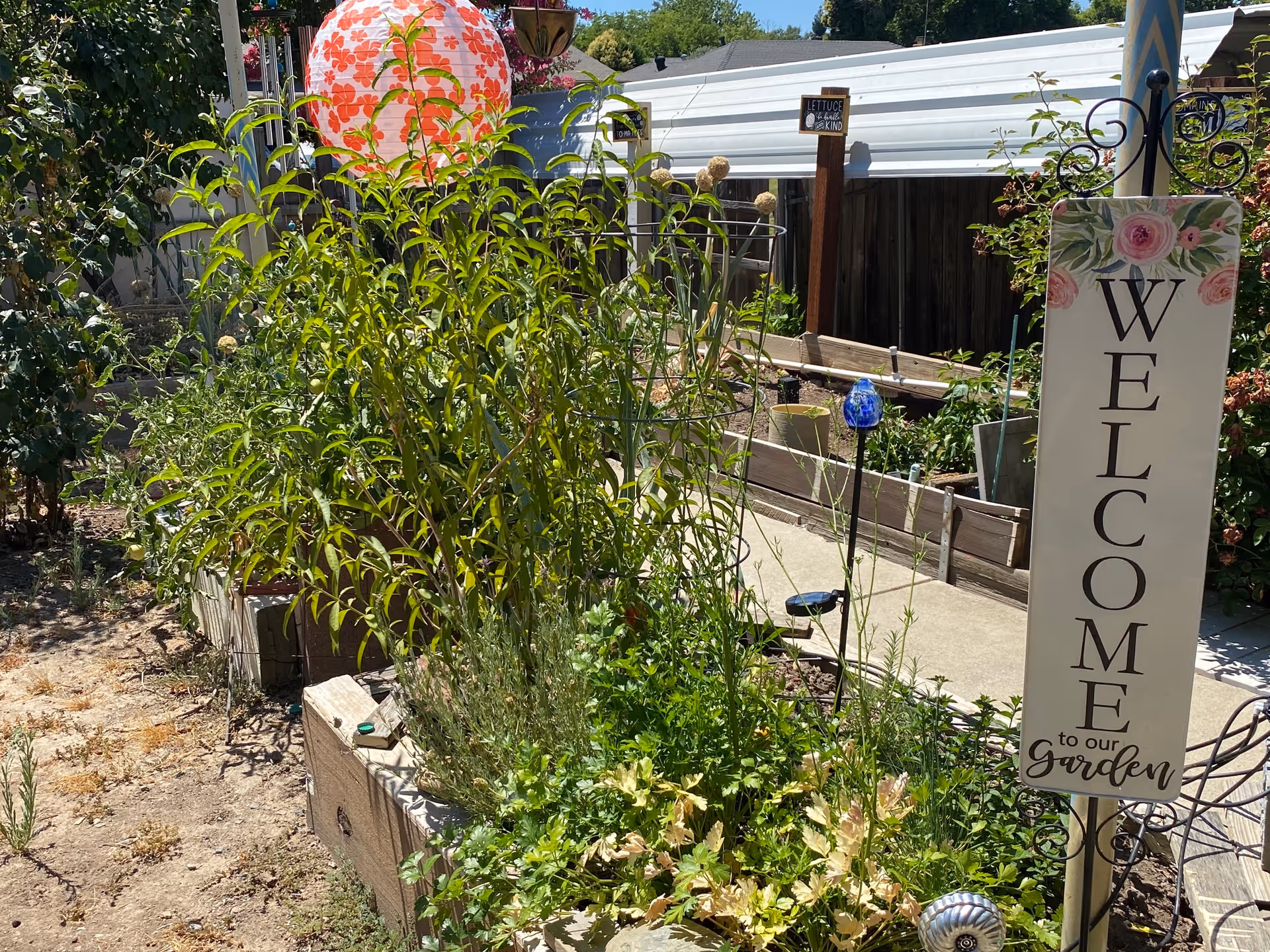A garden area with raised wooden garden beds filled with various green plants and herbs. A vertical sign on a metal stand reads 'WELCOME to our Garden' with floral decorations at the top. In the background, there is a white shed and a small sign that says 'LETTUCE be kind'. A red and white patterned lantern hangs above the garden beds.