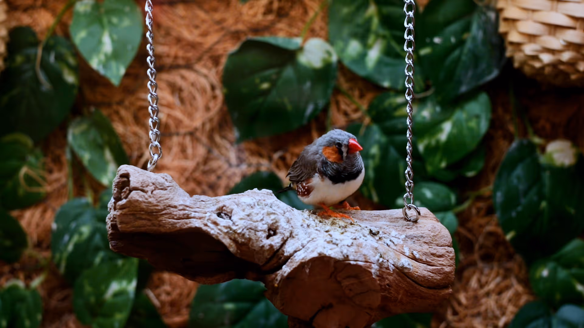 A small bird with a red beak and orange cheeks perched on a wooden swing suspended by metal chains, with green leaves and natural brown background behind it.