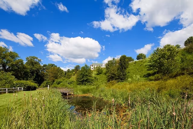 A scenic outdoor view featuring a small pond surrounded by tall grasses and lush greenery, with trees and a grassy hill in the background under a blue sky with scattered white clouds. A white building is partially visible on the hilltop.
