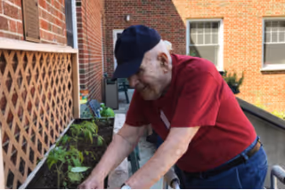 An elderly man wearing a red shirt and navy blue cap tending to plants in an outdoor garden area next to a brick building.