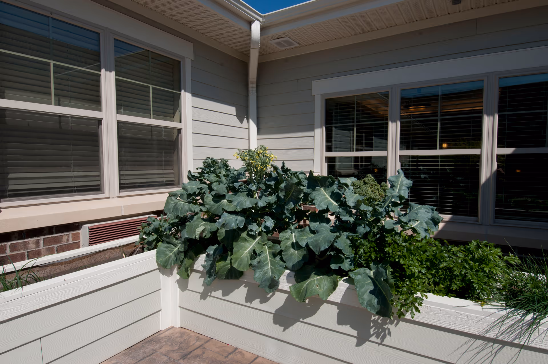 A corner outdoor garden bed with leafy green plants growing, situated against the exterior walls of a building with windows and beige siding.