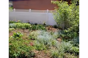 Small garden bed with assorted plants and shrubs in front of a white vinyl fence and a brick wall.