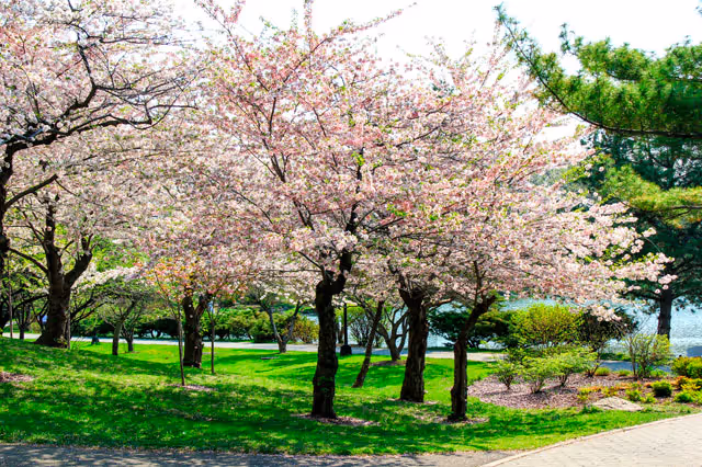 A scenic outdoor area with blooming cherry blossom trees, green grass, and a paved walkway. The background includes other trees and shrubs under a bright sky.
