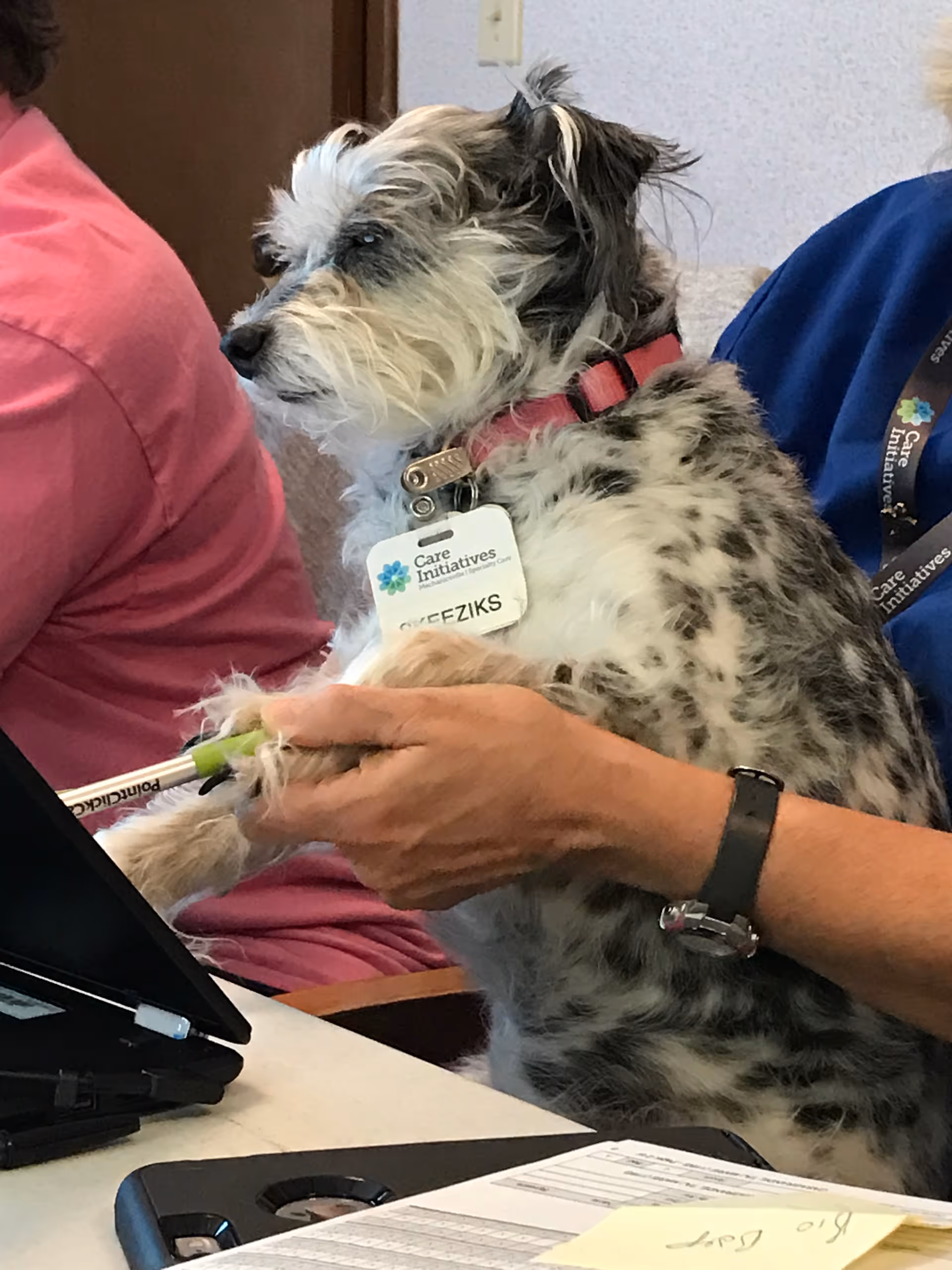 A small black and white dog with a pink collar and a Care Initiatives name tag is sitting on a person's lap. The person is holding the dog's front paws and appears to be using a tablet or electronic device on a table. Another person wearing a pink shirt is partially visible in the background.