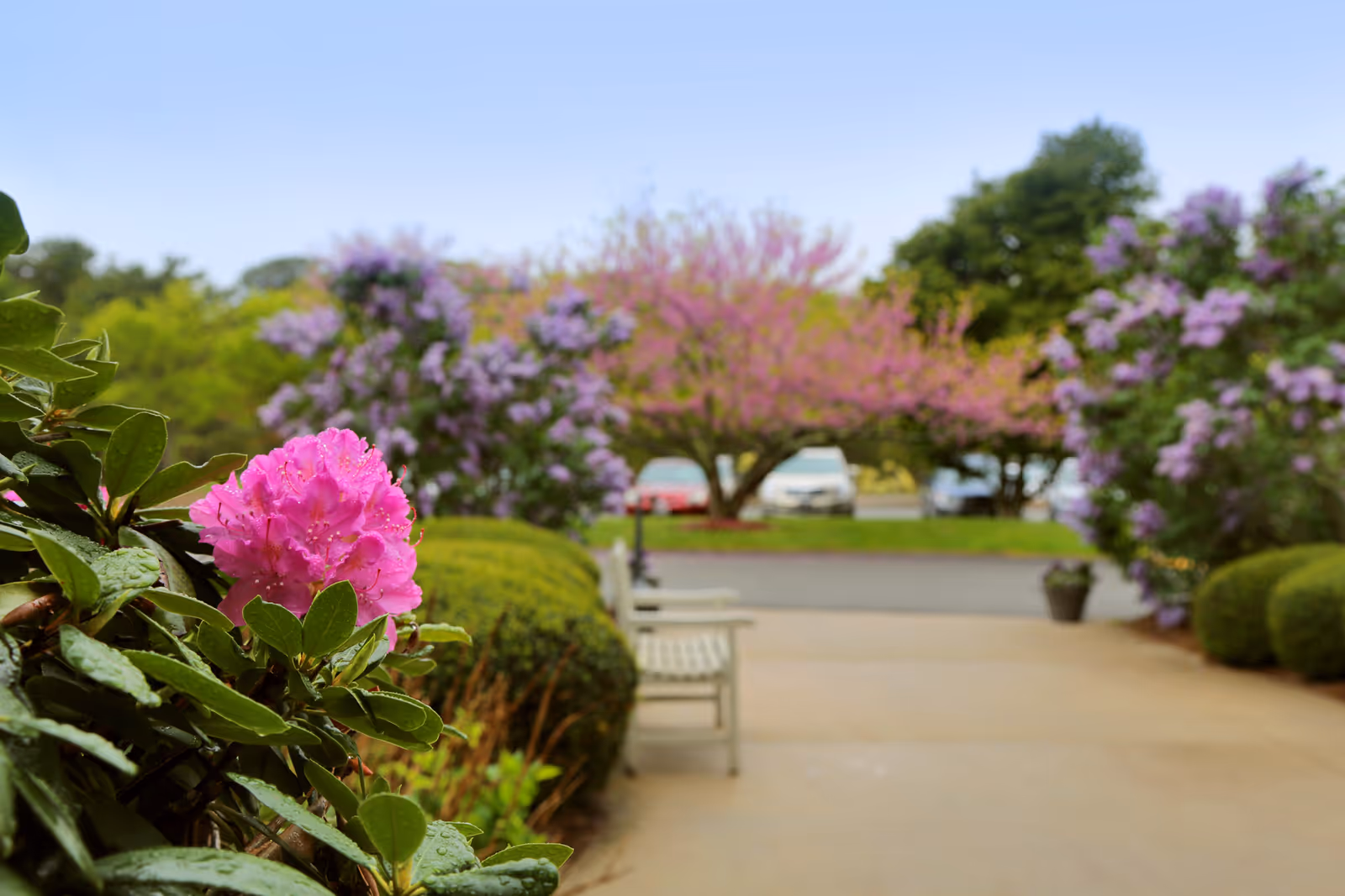 Close-up of a vibrant pink flower with green leaves in the foreground, a paved walkway with benches, and blooming trees with purple and pink flowers in the background under a clear blue sky.