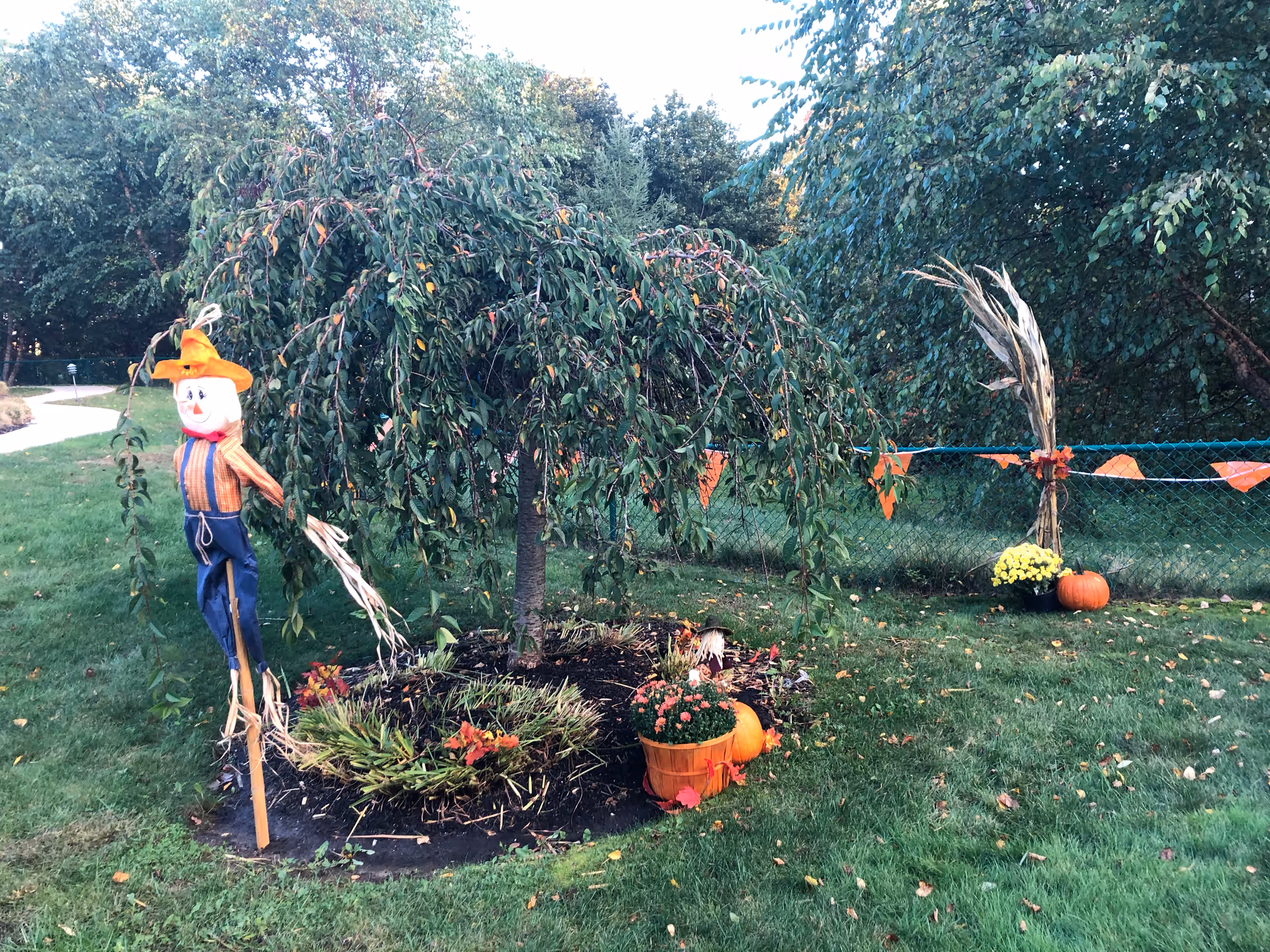 Outdoor garden area with a small tree surrounded by fall decorations including a scarecrow, pumpkins, potted flowers, and dried corn stalks. A green chain-link fence with orange triangular flags is visible in the background, along with dense trees and grass.