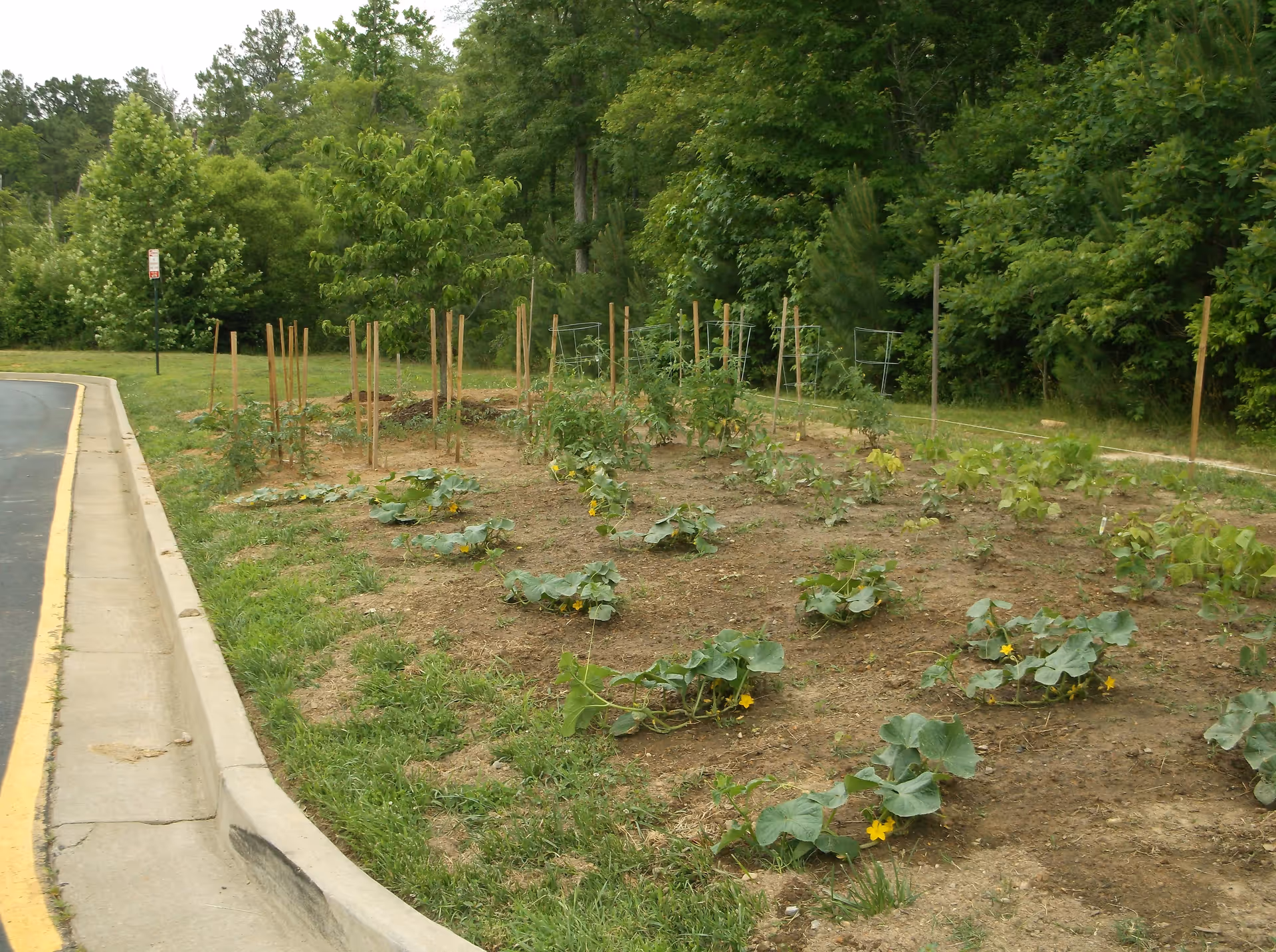 Community vegetable garden with rows of young plants and wooden stakes beside a road curb and trees.
