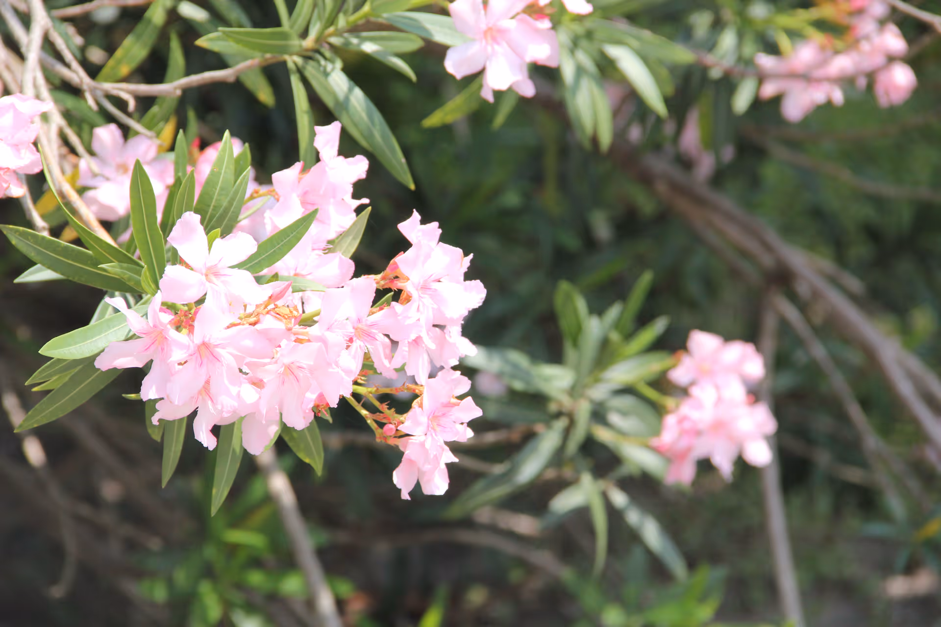 A cluster of light pink oleander flowers and green leaves on a shrub outdoors.