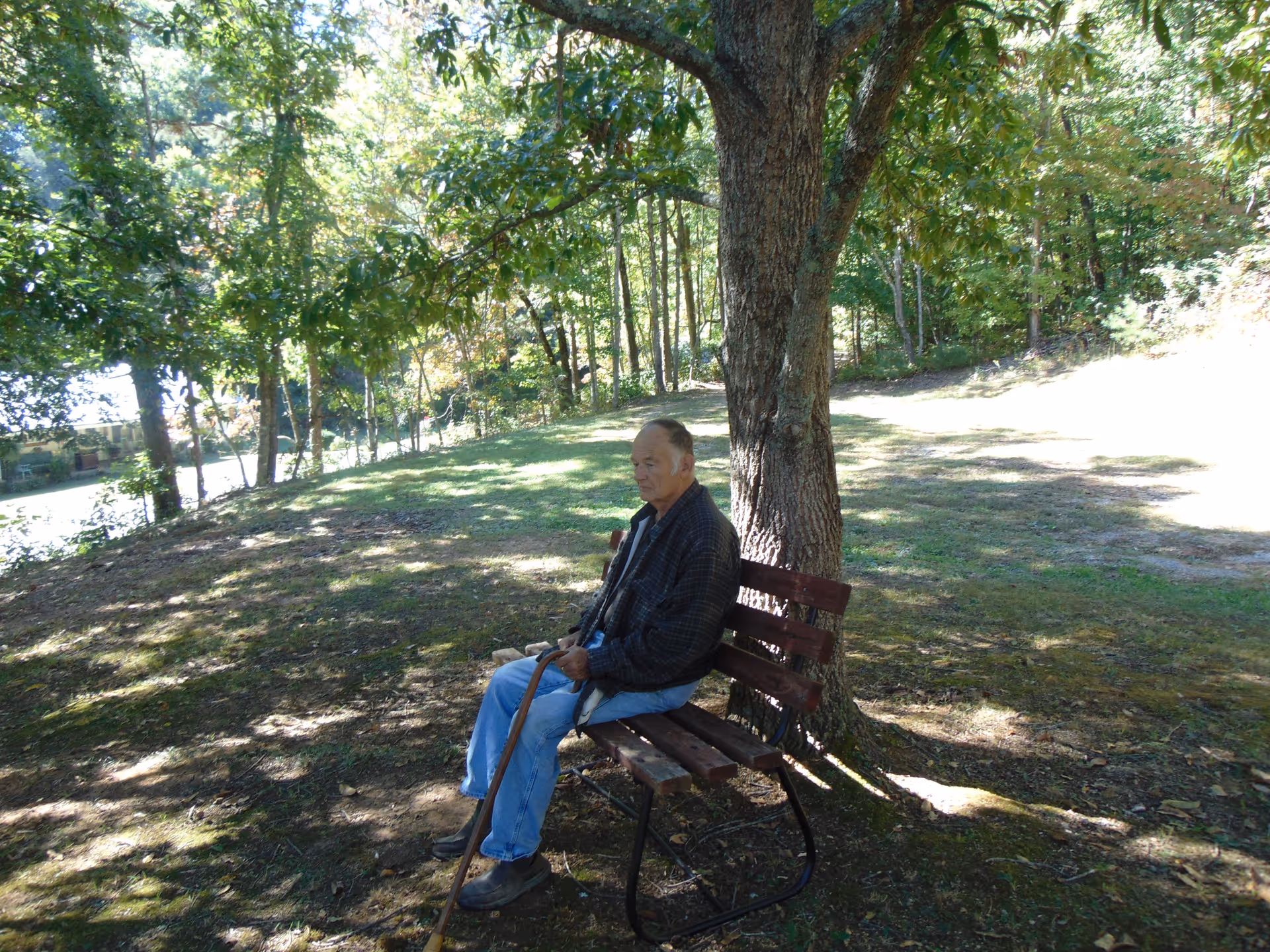 An elderly man sitting on a wooden bench under a large tree in a shaded outdoor area with grass and surrounding trees.