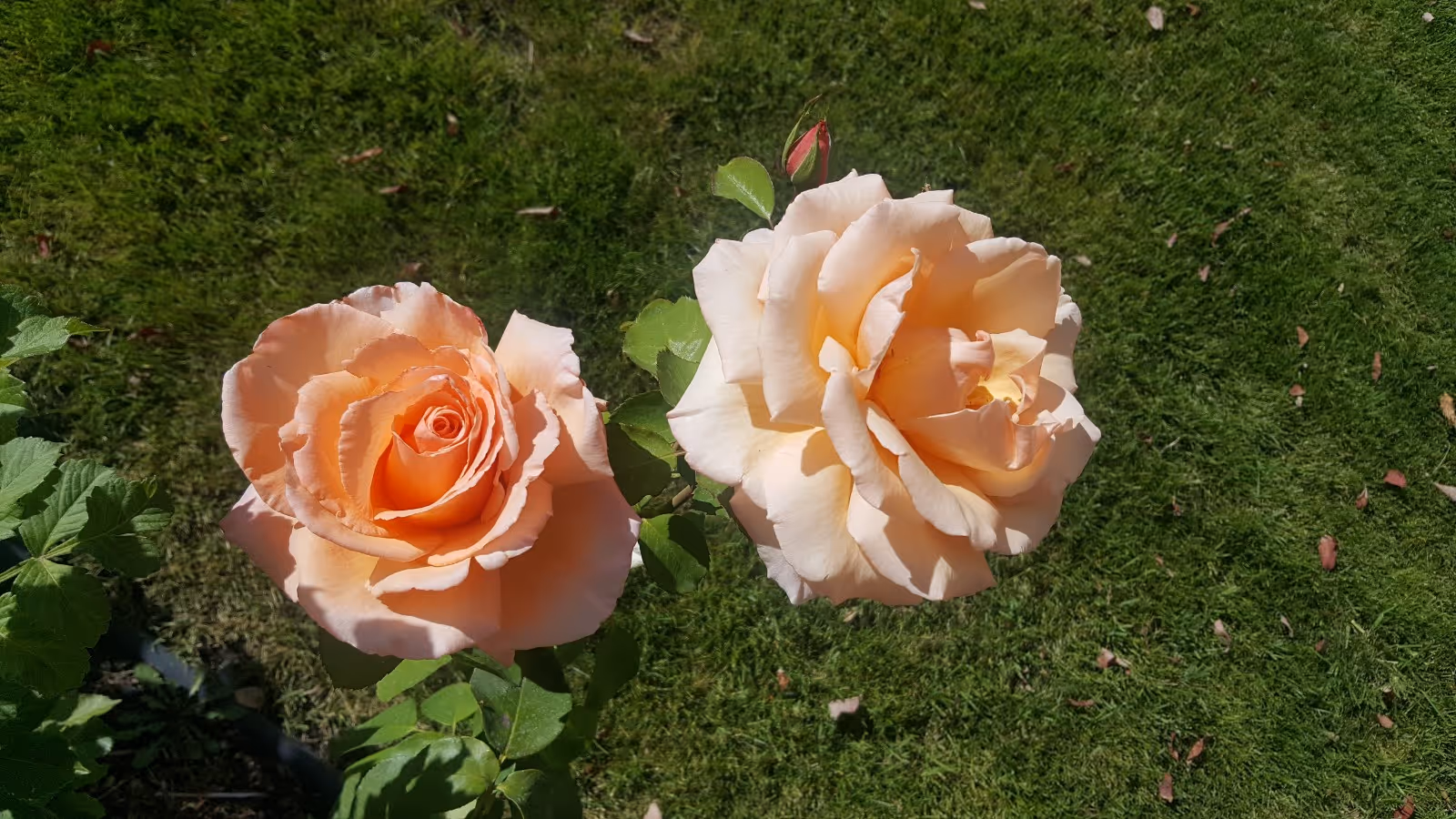 Two peach-colored roses blooming above green grass in a garden.