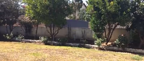 Sunny grassy yard with a row of trees and shrubs along a low concrete wall or fence.